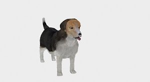 3D jack russel dog model