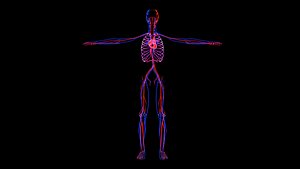 3D Circulatory System model