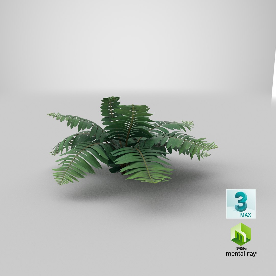 3D Cartoon Fern 02 - TurboSquid 1938329