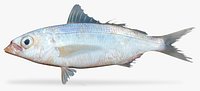 Graceful Mojarra