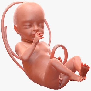 human fetus 24 weeks 3D