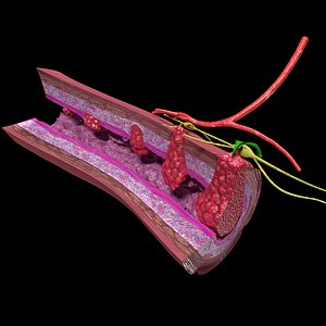 Colon cancer staging detail labelled