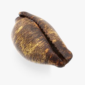 Sea Shell 03 02