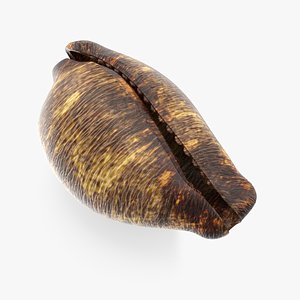 Sea Shell 03 02