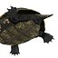 european pond turtle rigged 3D model