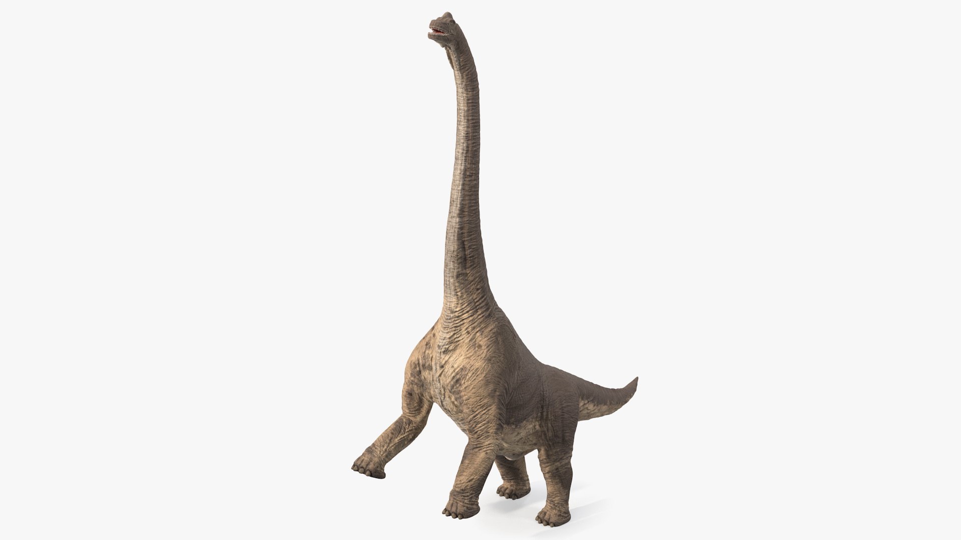 Brachiosaurus Altithorax 3D model preview
