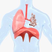 Human Respiratory System Lungs