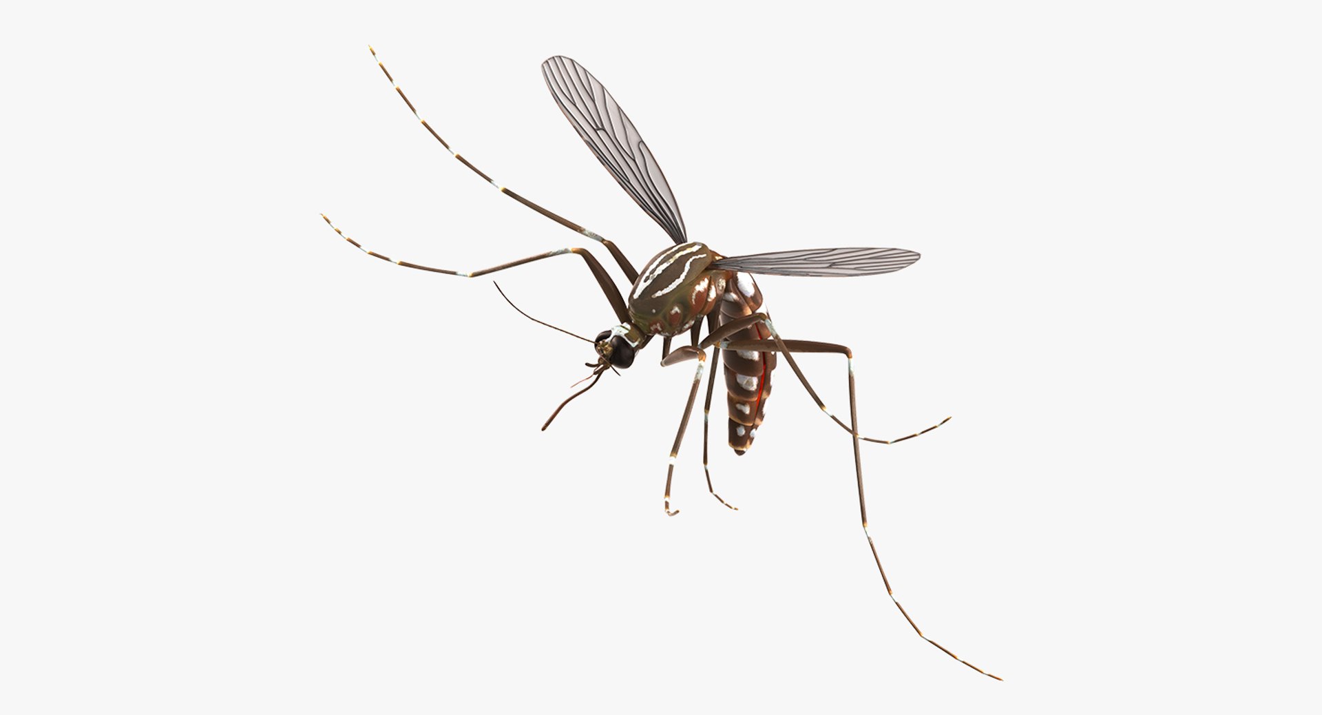 Mosquito Rigged for Maya 3D model preview