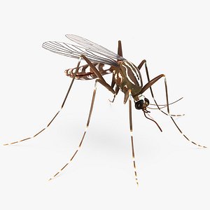 3D mosquito rigged