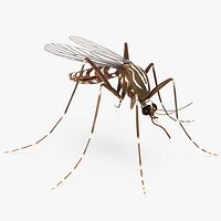 Mosquito Rigged for Maya