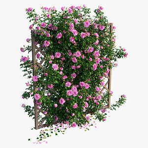rose plant set 13 3D