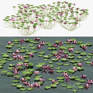 Sacred lotus flower 3D