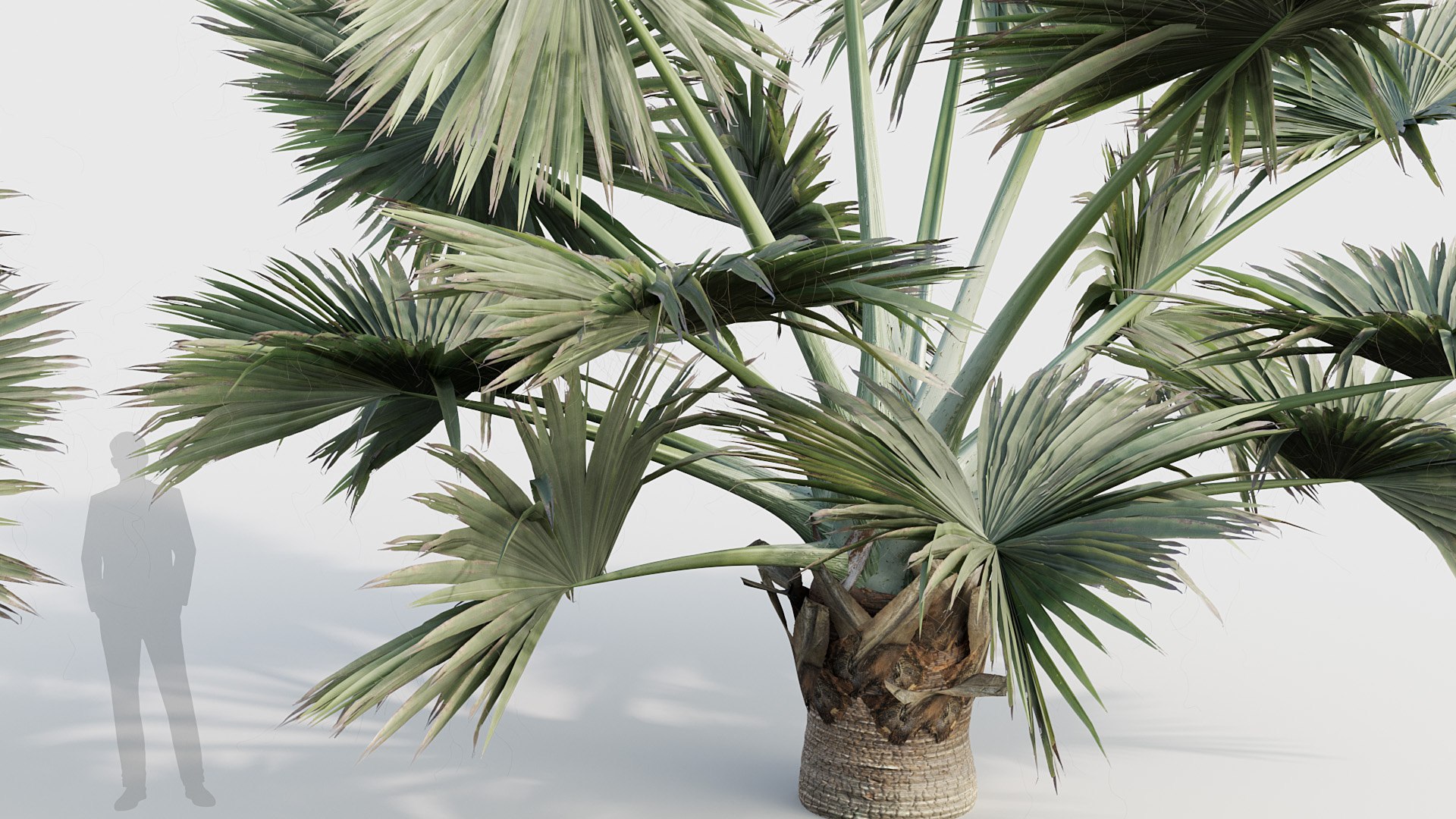 Palm Collection V2 3D model https://p.turbosquid.com/ts-thumb/20/7fGZFB/30/bc_pm_p21_bismarckia_nobilis_02_04/jpg/1783777698/1920x1080/fit_q87/8c366f8d2563469091ed5f026ab2c35463f07f30/bc_pm_p21_bismarckia_nobilis_02_04.jpg