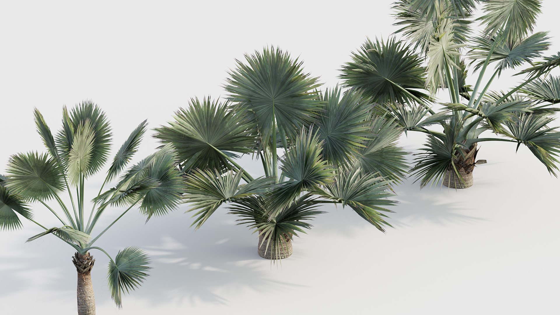 Palm Collection V2 3D model https://p.turbosquid.com/ts-thumb/20/7fGZFB/5N/bc_pm_p21_bismarckia_nobilis_02_05/jpg/1783777699/1920x1080/fit_q87/754123a476cb436b68c33a7b728ba8f809fbe121/bc_pm_p21_bismarckia_nobilis_02_05.jpg