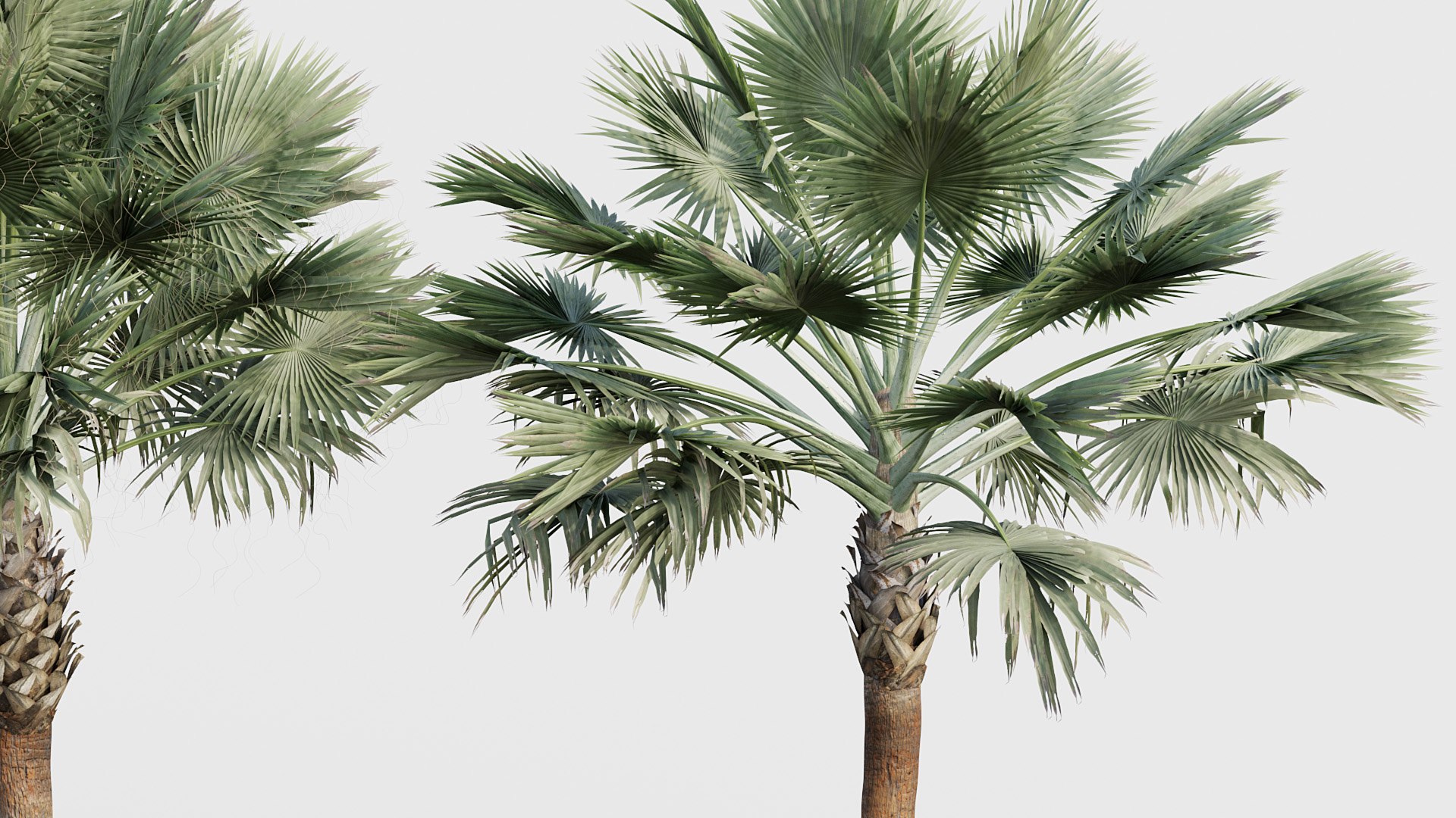 Palm Collection V2 3D model https://p.turbosquid.com/ts-thumb/20/7fGZFB/61/bc_pm_p21_bismarckia_nobilis_05_04/jpg/1783777702/1920x1080/fit_q87/248f3759b054c20c90f31a7552534957250e928a/bc_pm_p21_bismarckia_nobilis_05_04.jpg