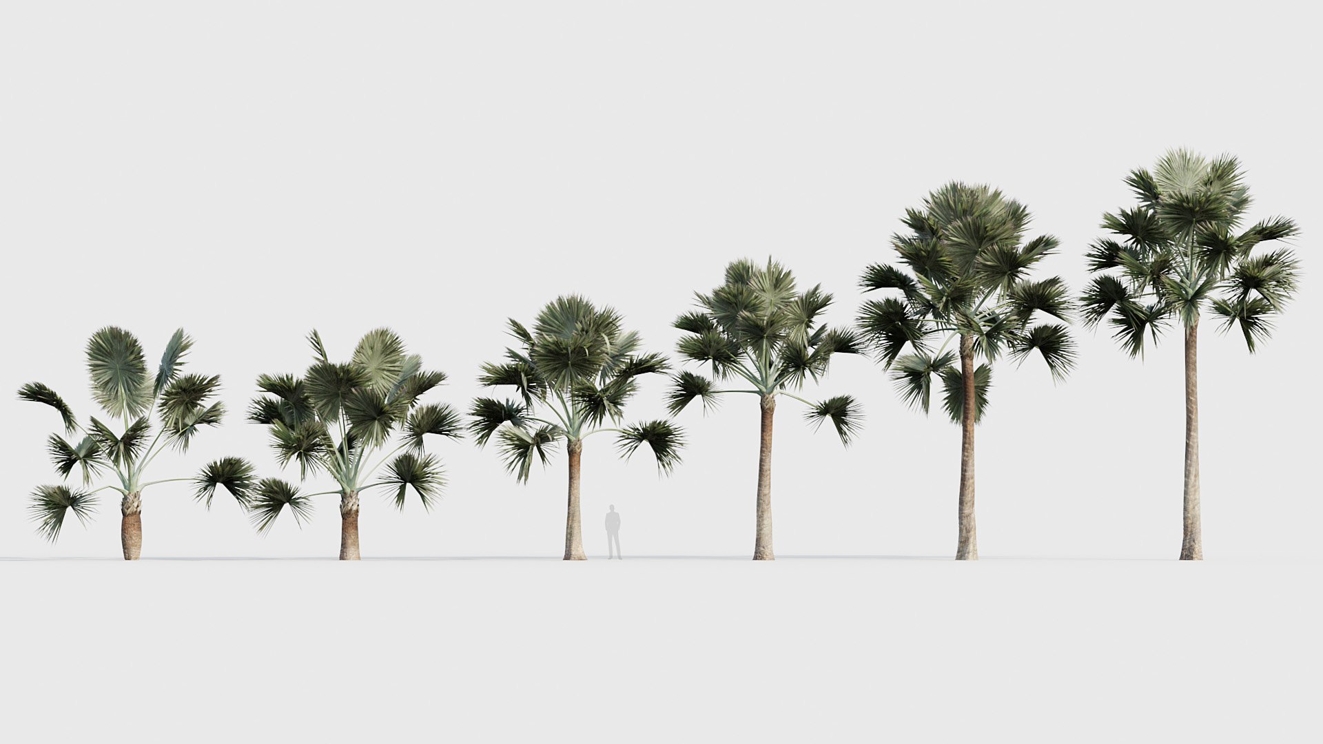 Palm Collection V2 3D model https://p.turbosquid.com/ts-thumb/20/7fGZFB/Xx/bc_pm_p21_bismarckia_nobilis_04_01/jpg/1783777687/1920x1080/fit_q87/f51eb8178fae6027a1d3e98c4b61fefe321b6f90/bc_pm_p21_bismarckia_nobilis_04_01.jpg