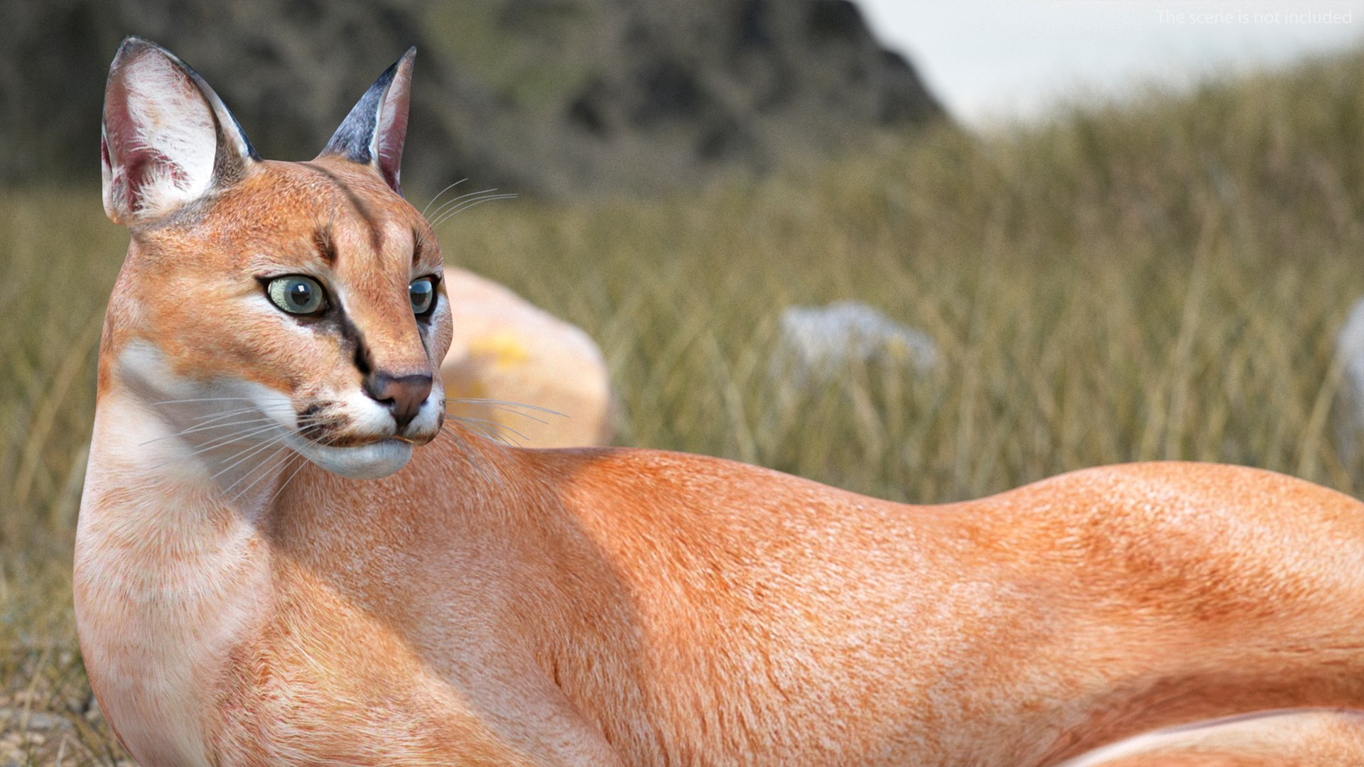 Caracal Cat Resting model https://p.turbosquid.com/ts-thumb/20/9ELfwN/AA/caracalcatrestingc4dmodel005/jpg/1706572143/1920x1080/fit_q87/9a077fb6ad9dbe8054b115fb93919ff4f85f2b2b/caracalcatrestingc4dmodel005.jpg