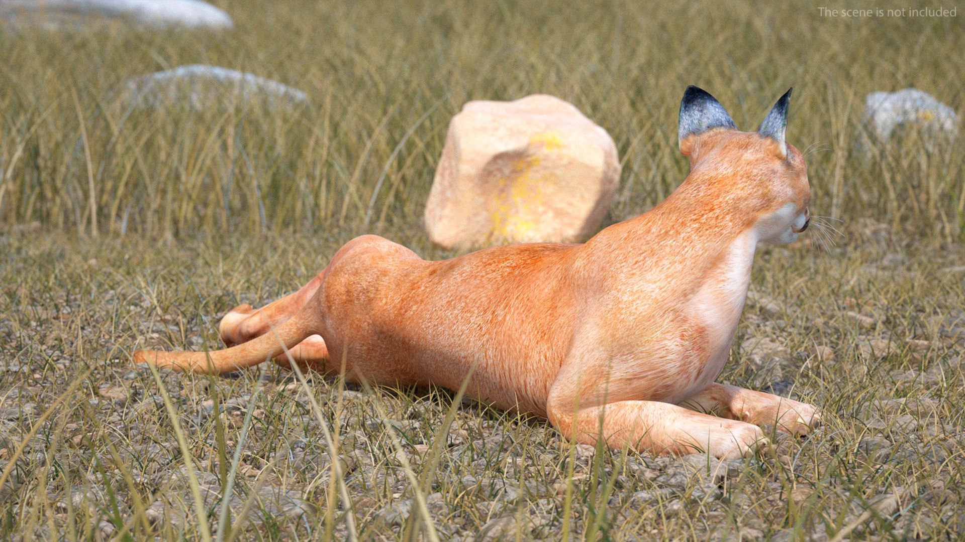 Caracal Cat Resting model https://p.turbosquid.com/ts-thumb/20/9ELfwN/AR/caracalcatrestingc4dmodel003/jpg/1706572130/1920x1080/fit_q87/81775f0029c0b961ecaa8812268b20a465093fb5/caracalcatrestingc4dmodel003.jpg