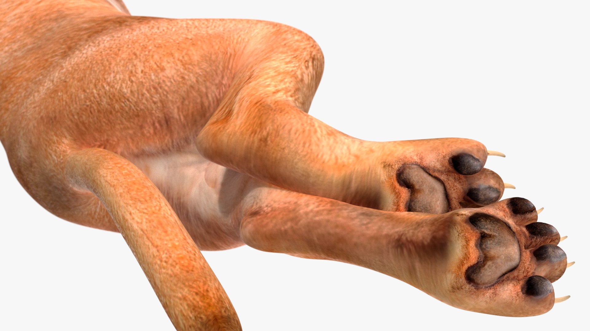 Caracal Cat Resting model https://p.turbosquid.com/ts-thumb/20/9ELfwN/JK/caracalcatrestingc4dmodel012/jpg/1706572181/1920x1080/fit_q87/f0e11756a2f2deee672a4468c720ec94e987fab4/caracalcatrestingc4dmodel012.jpg
