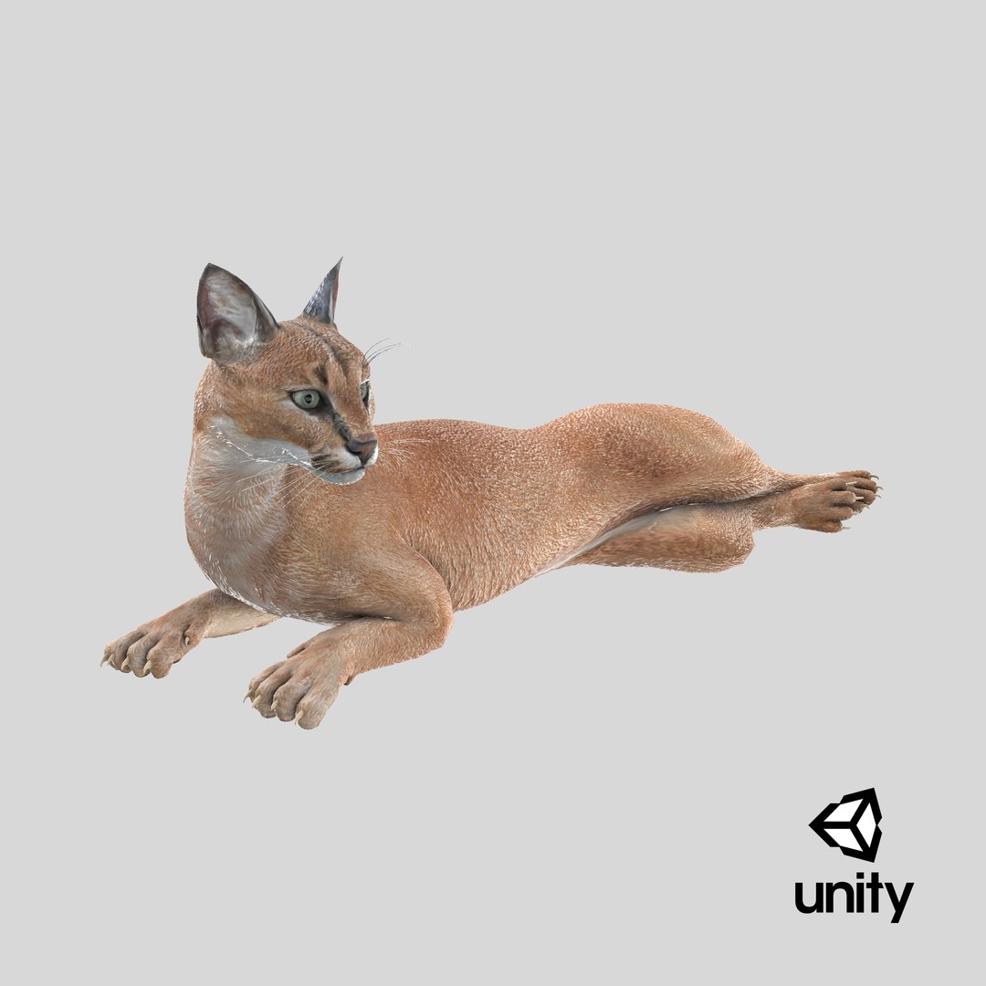 Caracal Cat Resting model https://p.turbosquid.com/ts-thumb/20/9ELfwN/K0/stemcell_unity_render/png/1715246358/1920x1080/fit_q87/bff0490a64af3f273b4bdfc93927644b4e4e80a1/stemcell_unity_render.jpg