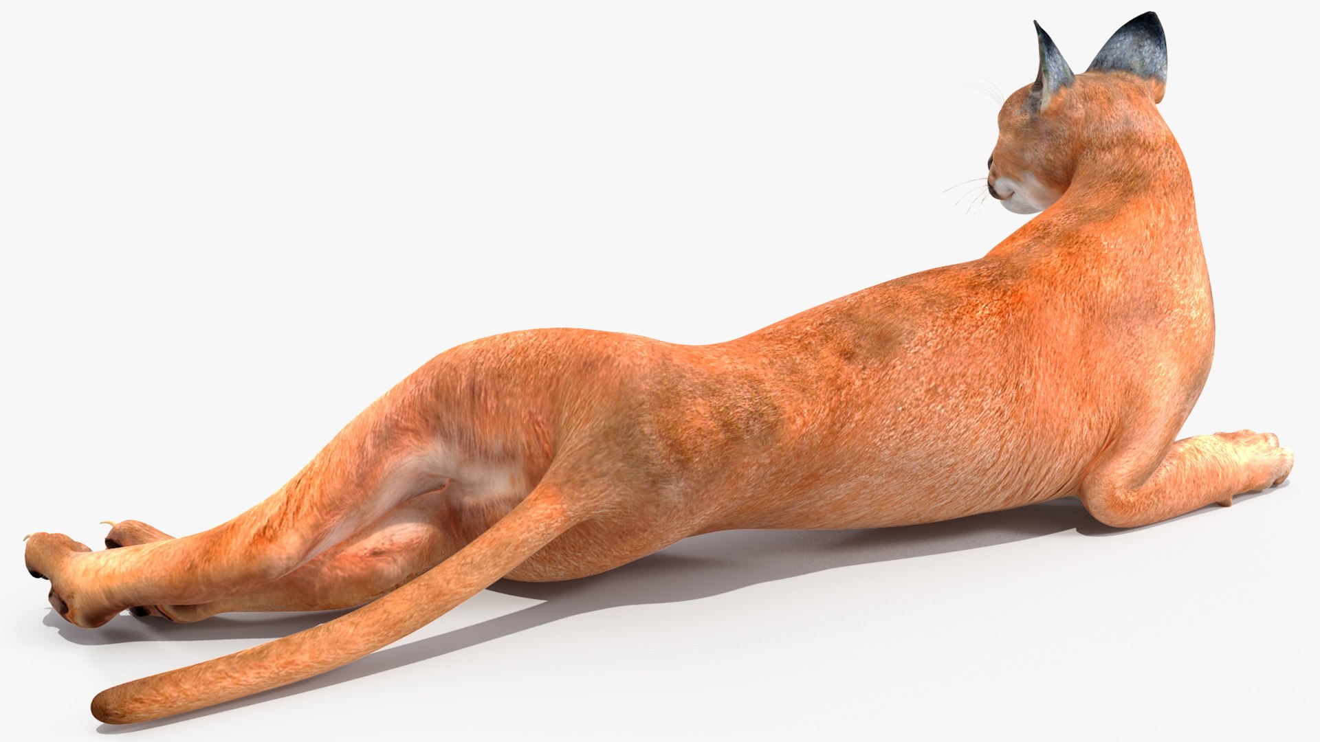 Caracal Cat Resting model https://p.turbosquid.com/ts-thumb/20/9ELfwN/T1/caracalcatrestingc4dmodel010/jpg/1706572171/1920x1080/fit_q87/720c35b951a62cb3620c6231805ee44715e084af/caracalcatrestingc4dmodel010.jpg
