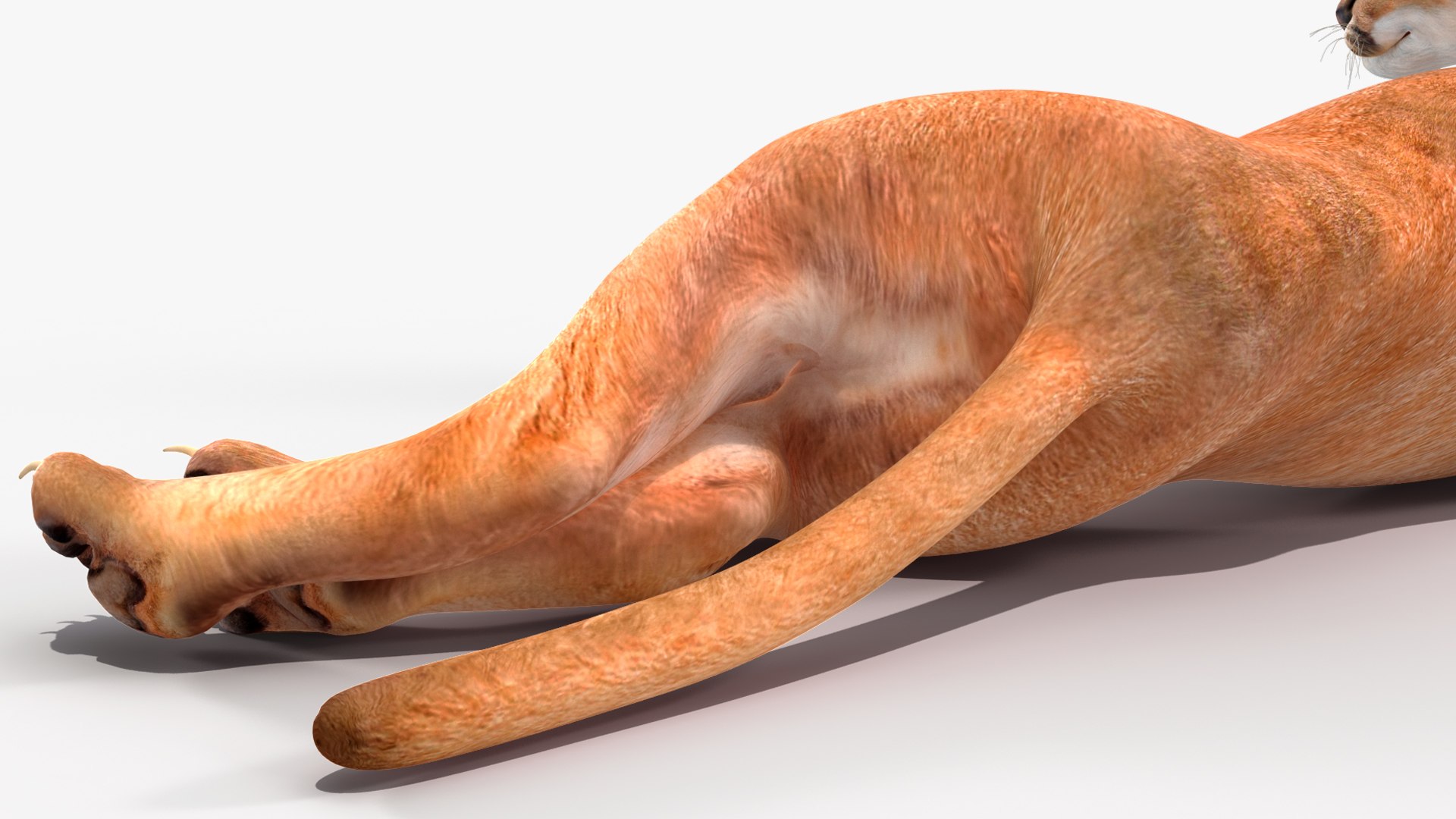 Caracal Cat Resting model https://p.turbosquid.com/ts-thumb/20/9ELfwN/Wp/caracalcatrestingc4dmodel017/jpg/1706572208/1920x1080/fit_q87/f179b75e723b80d984a223503c4ad1fa5d15d391/caracalcatrestingc4dmodel017.jpg