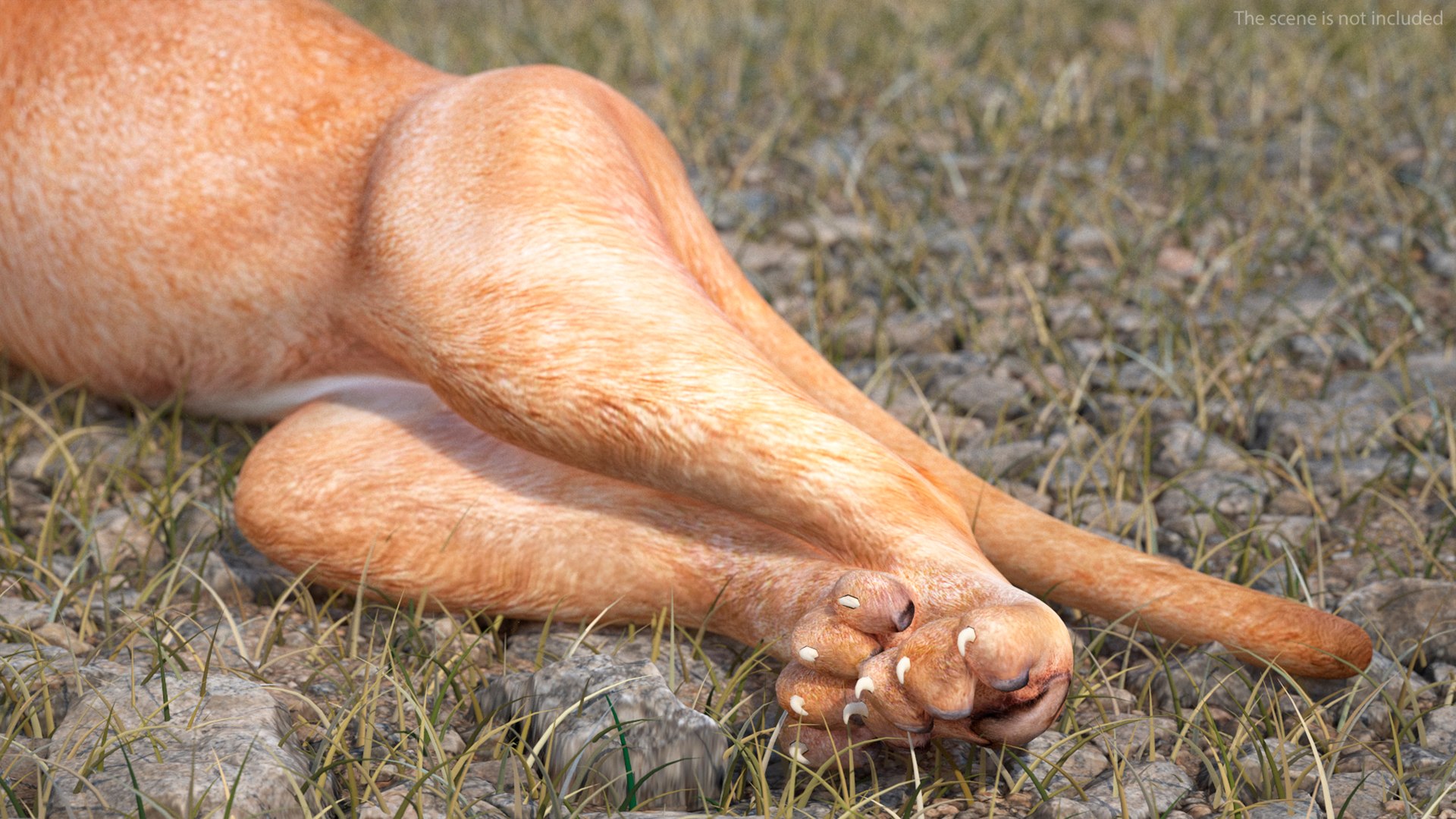 Caracal Cat Resting model https://p.turbosquid.com/ts-thumb/20/9ELfwN/Wy/caracalcatrestingc4dmodel006/jpg/1706572149/1920x1080/fit_q87/c1e9f034df1b27099fb2add9ab2cc868443d96e1/caracalcatrestingc4dmodel006.jpg