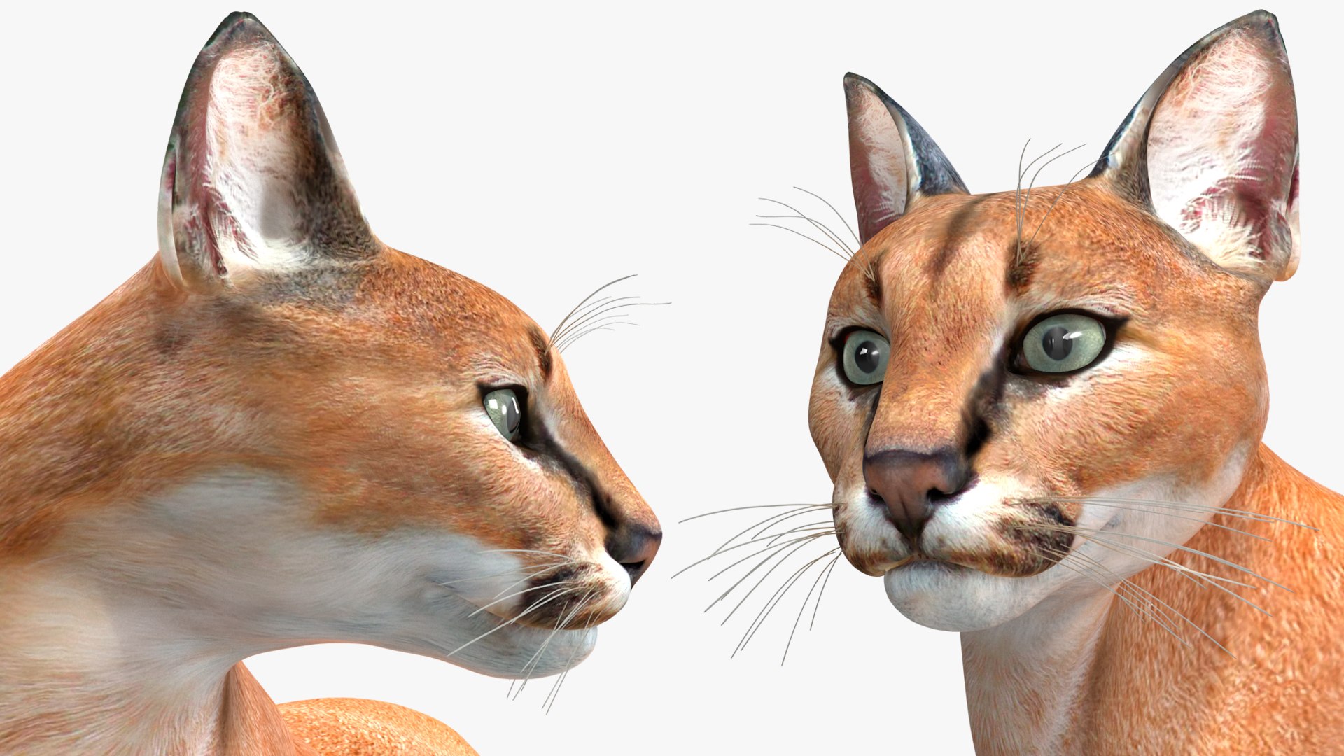 Caracal Cat Resting model https://p.turbosquid.com/ts-thumb/20/9ELfwN/bW/caracalcatrestingc4dmodel018/jpg/1706572214/1920x1080/fit_q87/d554ec52aab5639e427cfb38a38406968f8d1750/caracalcatrestingc4dmodel018.jpg