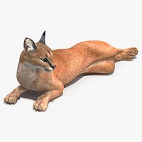 Caracal Cat Resting