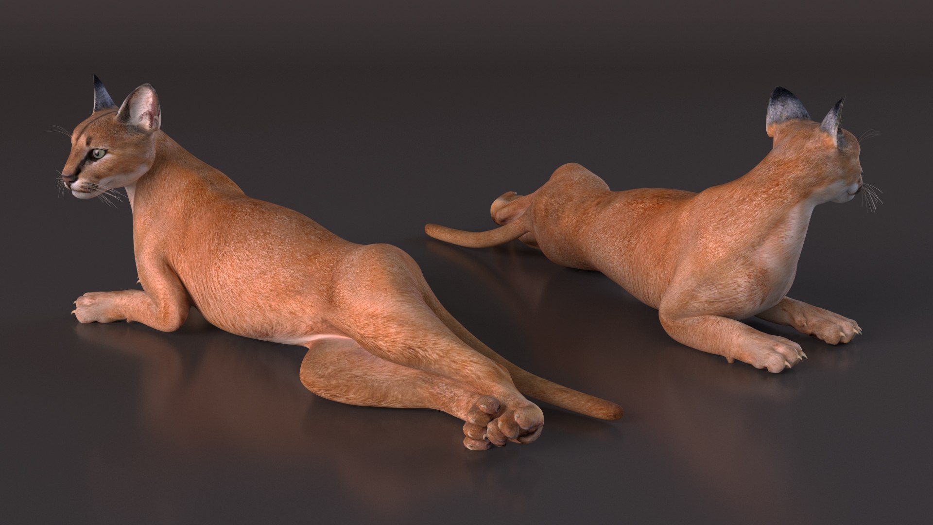 Caracal Cat Resting model https://p.turbosquid.com/ts-thumb/20/9ELfwN/il/caracalcatrestingc4dmodel008/jpg/1706572162/1920x1080/fit_q87/669e9d3d6b55b1c1d9d8e6b389e380164ca8461f/caracalcatrestingc4dmodel008.jpg