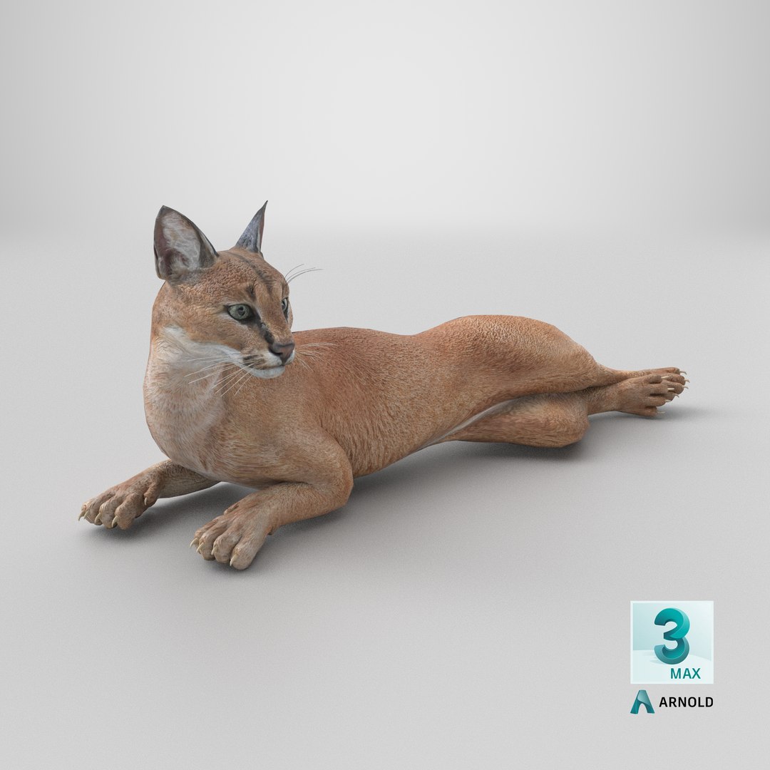 Caracal Cat Resting model https://p.turbosquid.com/ts-thumb/20/9ELfwN/lf/stemcell_max_arnold_render/png/1715246355/1920x1080/fit_q87/661135eeb7d08ce6106e780f6d30e34593b1ae8d/stemcell_max_arnold_render.jpg