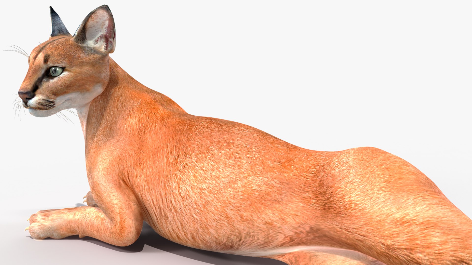 Caracal Cat Resting model https://p.turbosquid.com/ts-thumb/20/9ELfwN/tW/caracalcatrestingc4dmodel014/jpg/1706572190/1920x1080/fit_q87/25499684d60e2f638255aa4d9f2d12eff04db76f/caracalcatrestingc4dmodel014.jpg