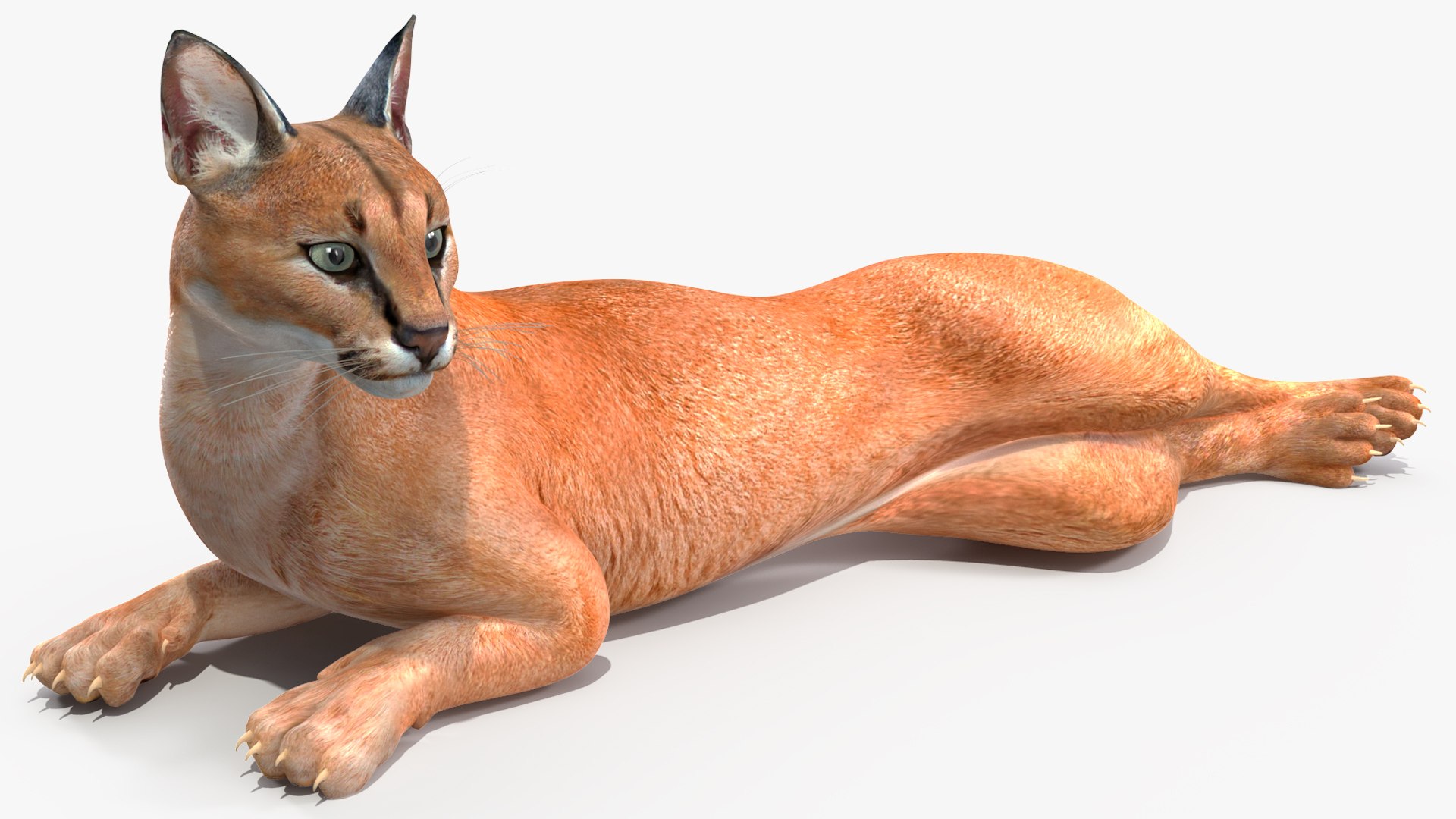 Caracal Cat Resting model https://p.turbosquid.com/ts-thumb/20/9ELfwN/wl/caracalcatrestingc4dmodel009/jpg/1706572166/1920x1080/fit_q87/36d1c67a3b18b563ef0f8d574dda64d3251e9740/caracalcatrestingc4dmodel009.jpg