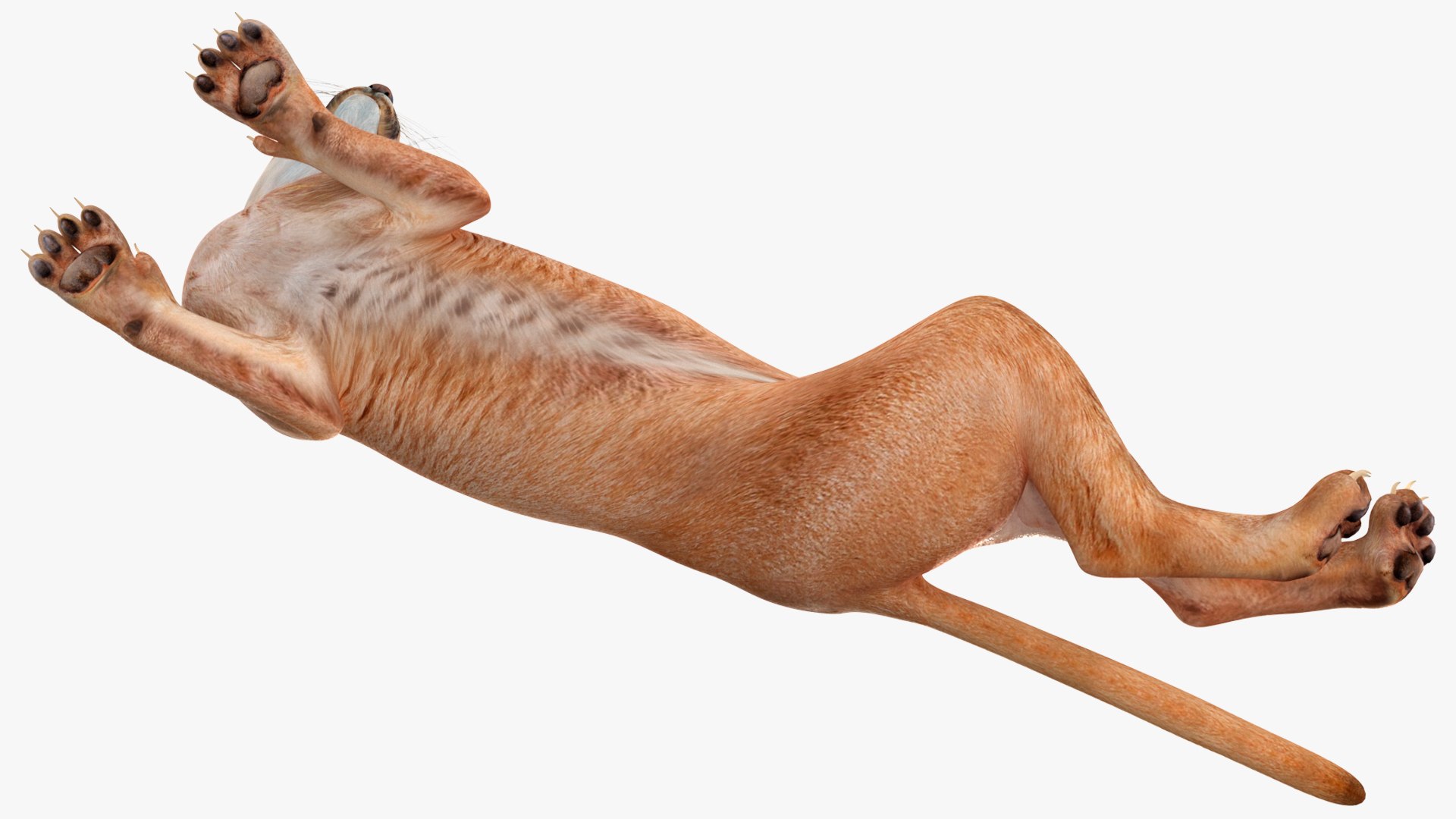 Caracal Cat Resting model https://p.turbosquid.com/ts-thumb/20/9ELfwN/zz/caracalcatrestingc4dmodel011/jpg/1706572176/1920x1080/fit_q87/9b96feb239604021e776ff8512b6dd14f43d8cad/caracalcatrestingc4dmodel011.jpg