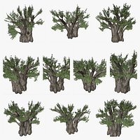 African Baobab Tree Collection