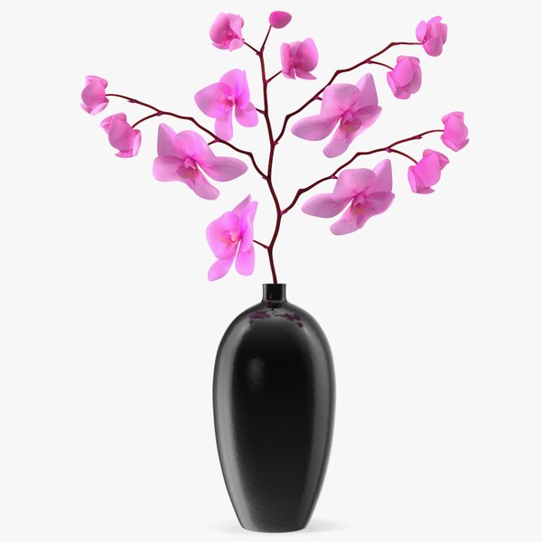 3D Pink Phalaenopsis Orchid in Black Vase model