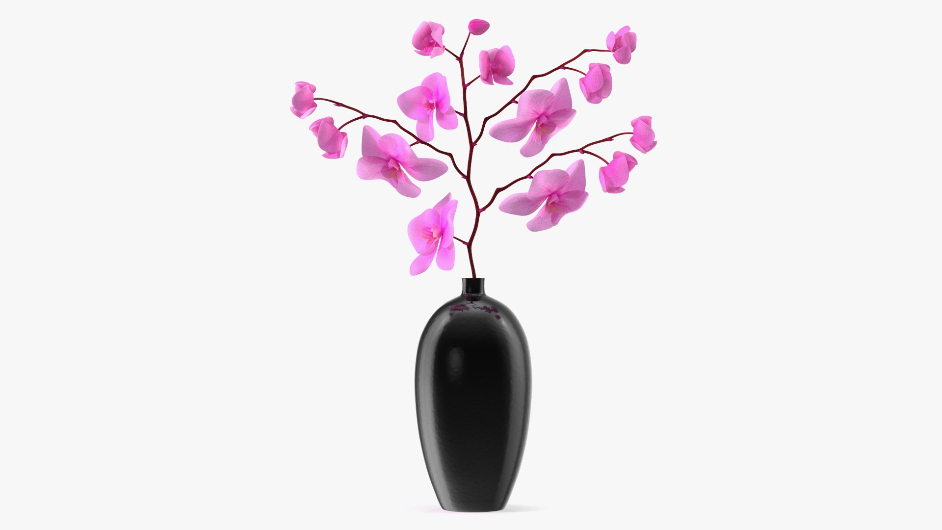 Pink Phalaenopsis Orchid in Black Vase 3D model preview