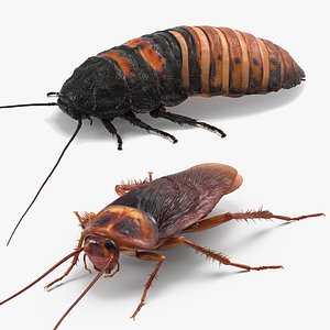 cockroaches rigged 3D