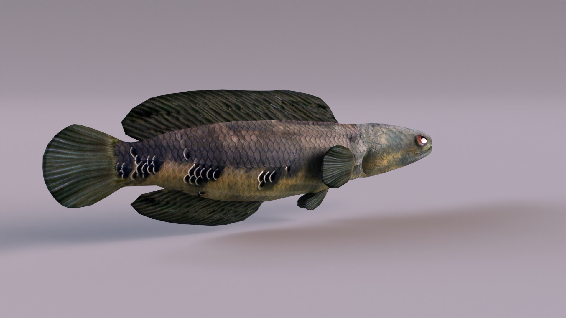 3D Snakeheads Fish Model - TurboSquid 1374427