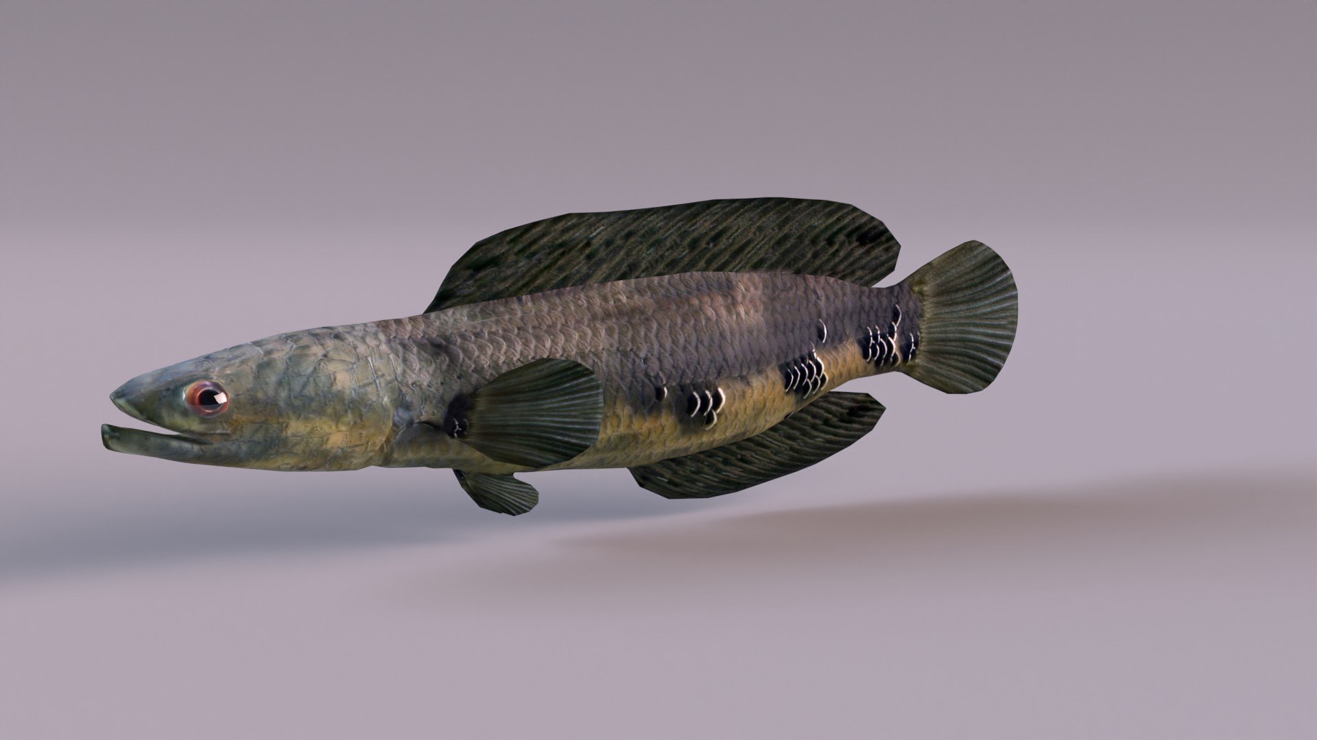 3D Snakeheads Fish Model - TurboSquid 1374427