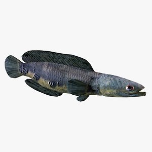 3D snakeheads fish model