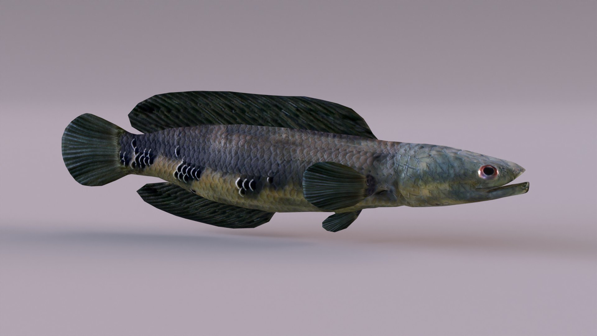 3D Snakeheads Fish Model - TurboSquid 1374427
