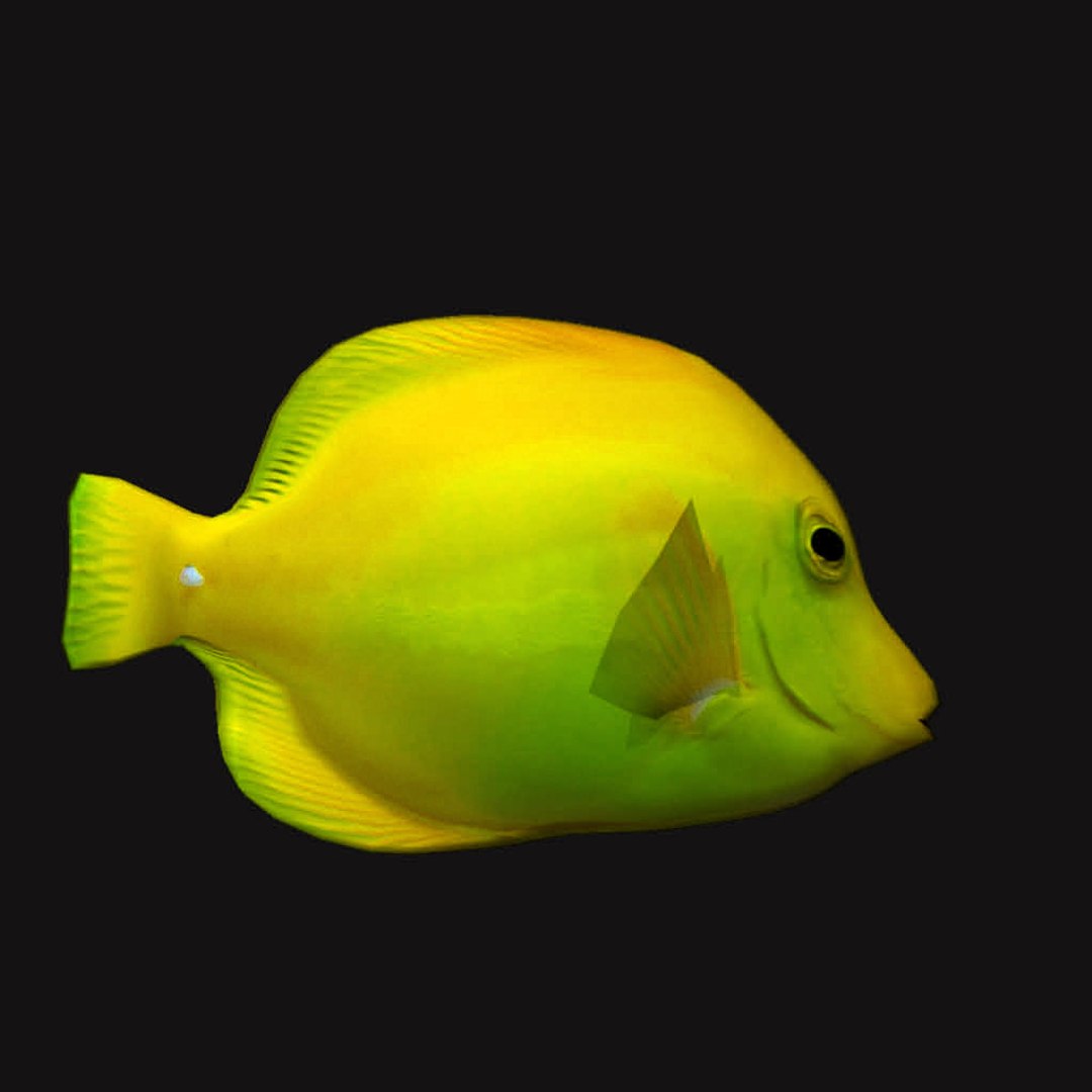 Cheek butterfly fish yellow model - TurboSquid 1244957