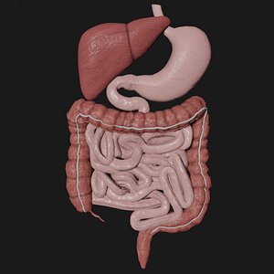 3D digestive stomach liver
