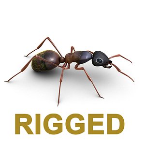 ant rig animation 3D