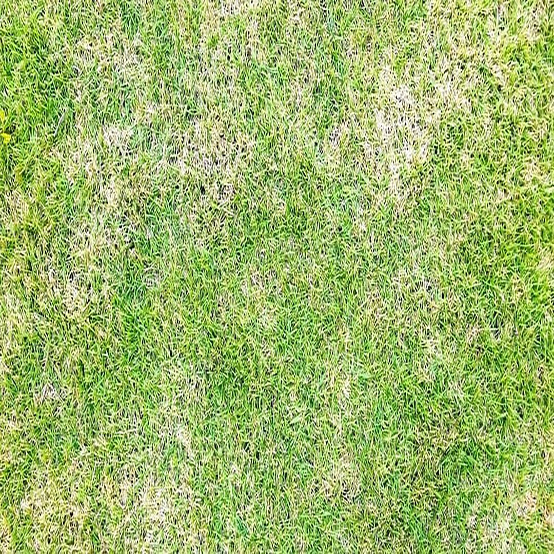 Warm Season Grass 3D model https://p.turbosquid.com/ts-thumb/20/ZqnOuL/st/uvtexture/jpg/1744982843/1920x1080/fit_q87/3a9e4f8c5316b0142836e83f3a35fba08dc3229e/uvtexture.jpg