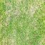 Herbe de saison chaude