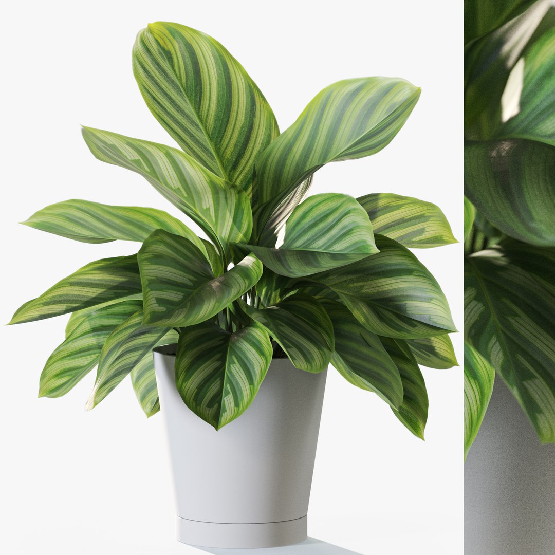 3D Plant 1232 https://p.turbosquid.com/ts-thumb/20/asrvKD/ff/plant_1232_247/jpg/1745859829/1920x1080/fit_q87/430e75f29c34535bd60bb9bd40e50796667cc9fc/plant_1232_247.jpg
