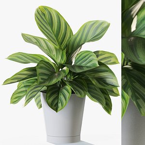 3D Plant 1232