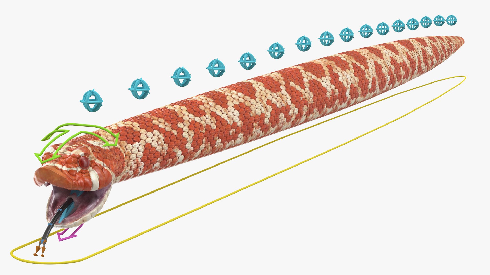 Albino Hognose Snake Rigged 3D model preview